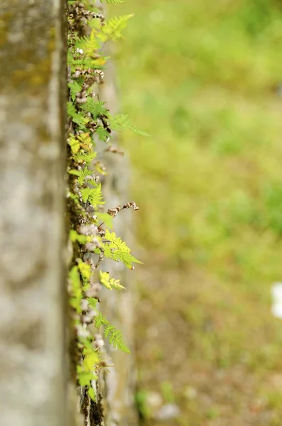 Vertical Shot Thin Branch Covered Leaves Woods Bright Grass Background — Stock fotografie