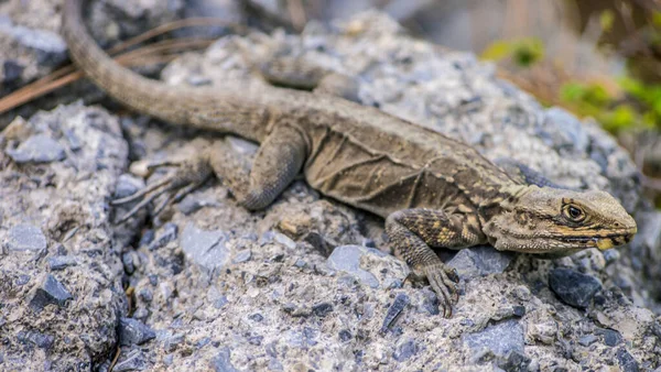 Gros Plan Lézard Sur Une Pierre — Photo