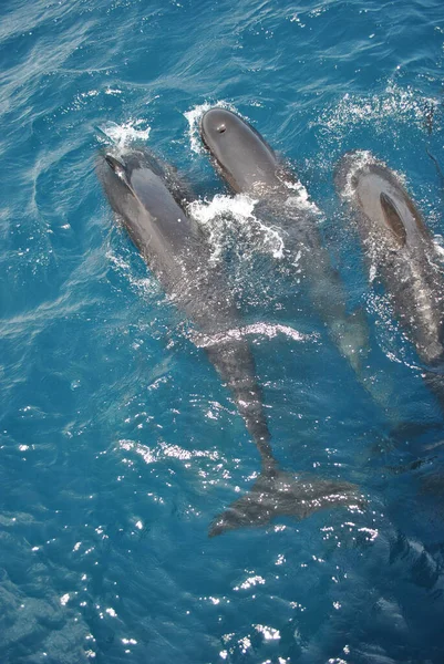 Tiro Vertical Grupo Golfinhos Brincando Nadando Debaixo Água Sob Mar — Fotografia de Stock