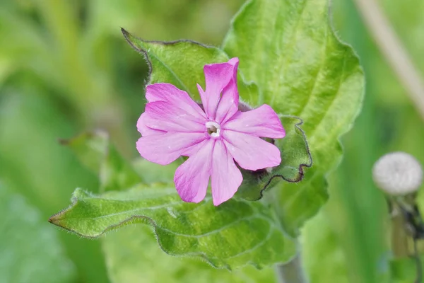 Primer Plano Vertical Una Flor Rosa Del Campion Rojo —  Fotos de Stock