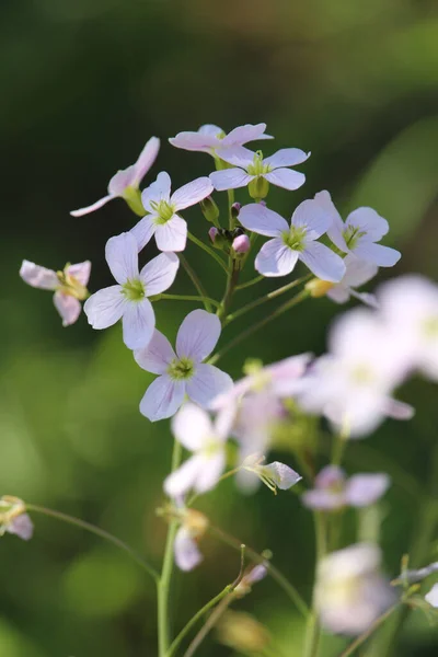 Pionowy Strzał Pięknych Białych Kwiatów Słońcem Świecącym Nich Zielonym Lesie — Zdjęcie stockowe