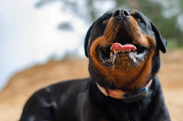 Ritratto Simpatico Sorridente Rottweiler Paula Con Naso Sabbioso Che Gioca — Foto Stock