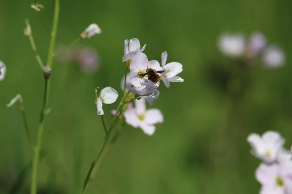 蜜蜂在绿树成荫的田野中以柔和的白色花朵中的花蜜为食的蜜蜂 — 图库照片