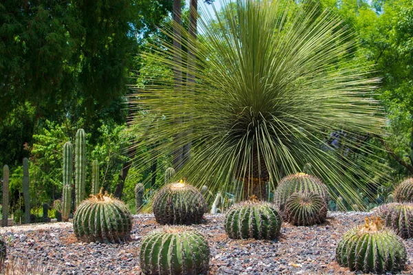 Großaufnahme Großer Kakteen Botanischen Garten — Stockfoto