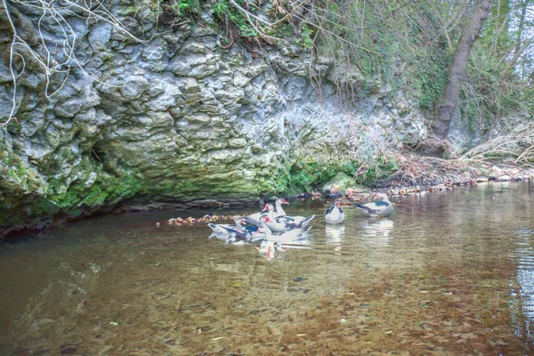 Uma Pequena Piscina Água Com Gaivotas Floresta — Fotografia de Stock