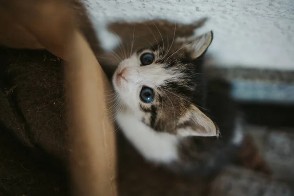 Zbliżenie Ujęcie Słodkiego Kociaka Paski Jasnymi Oczami — Zdjęcie stockowe