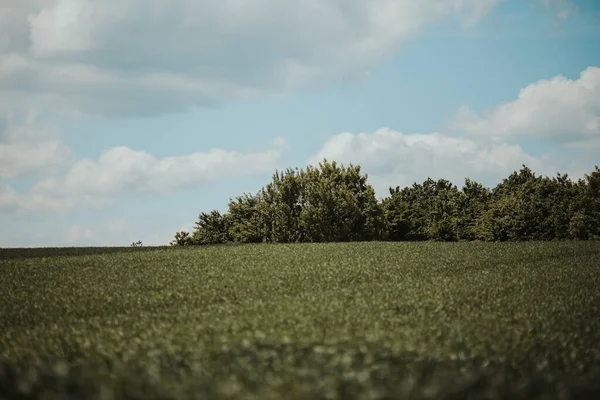 Krásný Záběr Krásné Oblohy Nadýchanými Mraky Nad Loukou — Stock fotografie