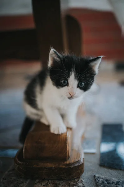 Tiro Close Vertical Gatinho Preto Branco Bonito Com Olhos Brilhantes — Fotografia de Stock