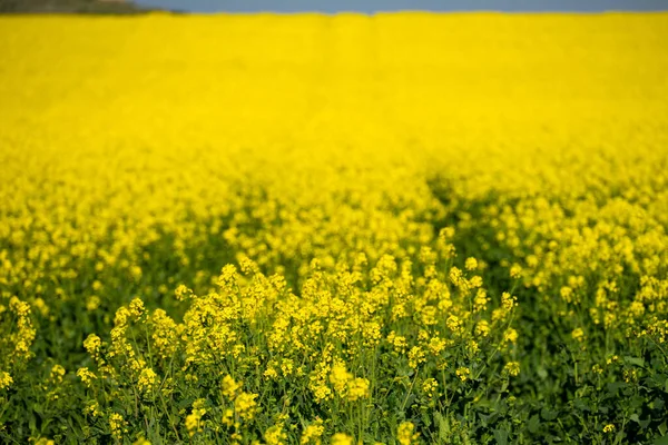 Enfoque Selectivo Flores Colza Amarilla Campo —  Fotos de Stock