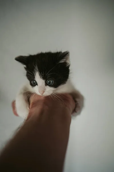 Primer Plano Vertical Una Mano Sosteniendo Lindo Gatito Blanco Negro — Foto de Stock