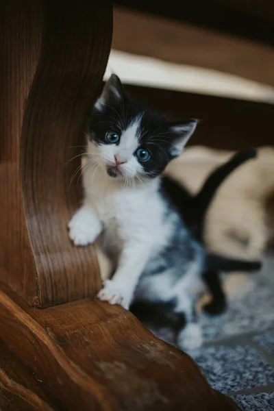 Een Verticaal Close Shot Van Een Schattig Zwart Wit Kitten — Stockfoto