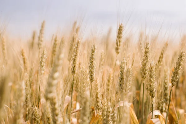 Селективный Фокус Снимка Сушеного Пшеничного Поля Солнечным Светом — стоковое фото