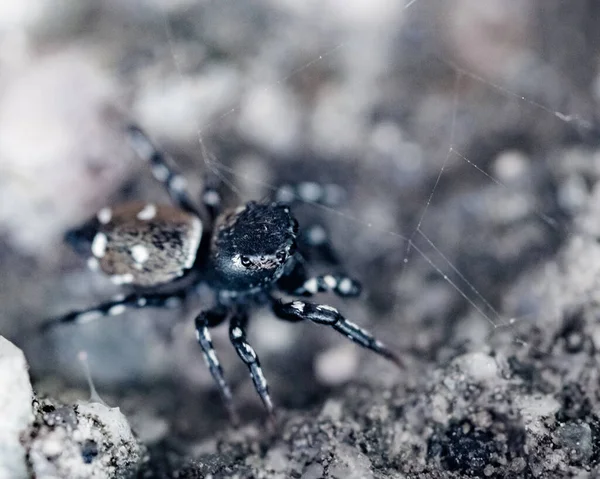 Gros Plan Une Araignée Noire Sur Une Toile — Photo