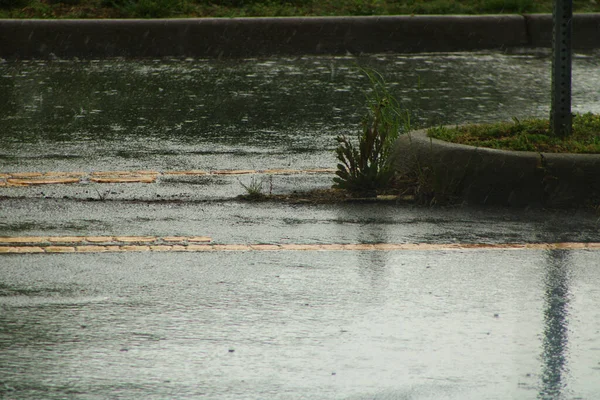 Una Vista Las Plantas Junto Acera Bajo Fuertes Lluvias — Foto de Stock