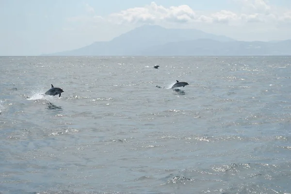 Par Golfinhos Bonitos Saltando Água Feliz Mar Com Silhuetas Montanhas — Fotografia de Stock