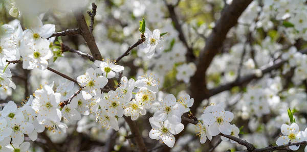 Gros Plan Fleurs Cerisier Sur Les Branches Des Arbres — Photo