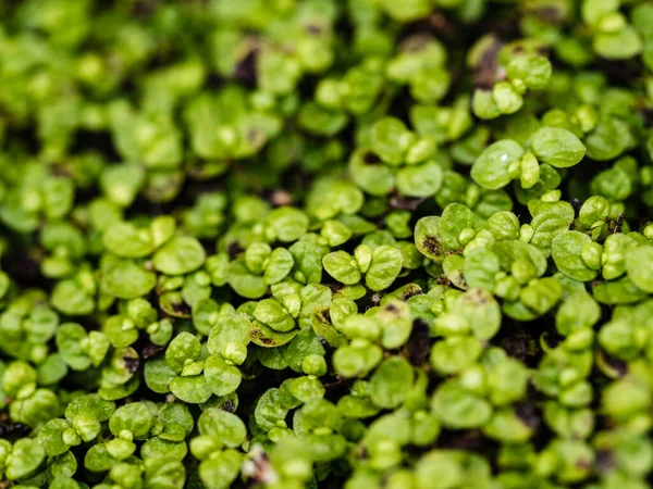 绿草植物的特写镜头 — 图库照片