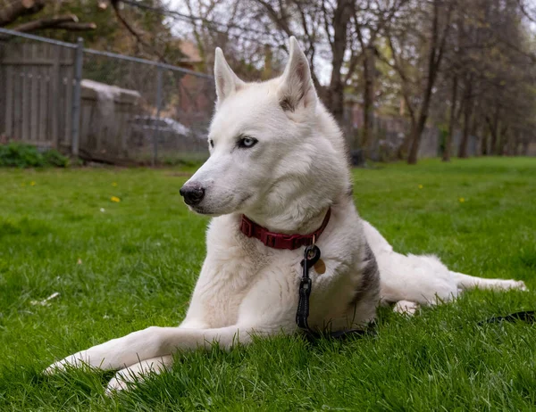 Closeup Shot White Swiss Shepherd Lying Green Grass Lawn — Stock Photo, Image