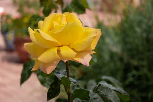 Arbusto Com Rosas Amarelas Arbusto Rosa Com Rosas Pétalas Amarelas — Fotografia de Stock