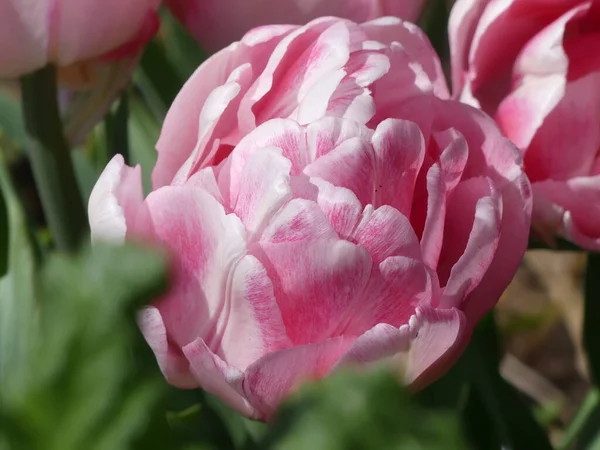 Eine Nahaufnahme Der Blühenden Rosa Pfingstrose Tulpe — Stockfoto