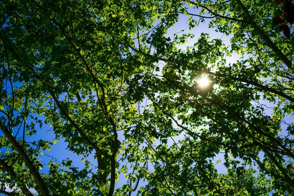 Een Prachtige Lage Hoek Van Zon Doorboren Door Helder Groene — Stockfoto