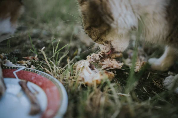 Tiro Perto Gato Comendo Carne Prado — Fotografia de Stock