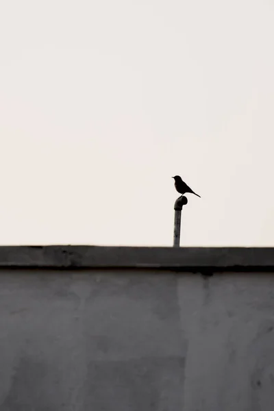 Una Silueta Cazador Moscas Del Viejo Mundo Encaramado Techo —  Fotos de Stock