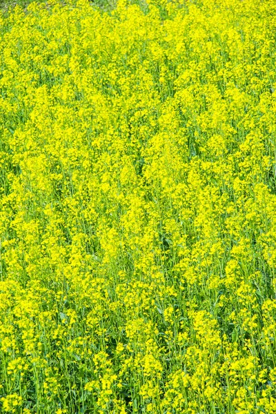 Disparo Vertical Flores Colza Amarilla Campo — Foto de Stock