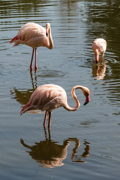 Plan Vertical Flamants Roses Dans Lac — Photo