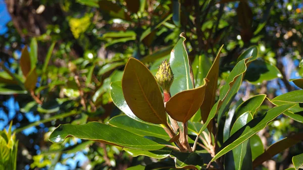 Een Dichtbij Shot Van Een Magnolia Bloem Knop Een Zonnige — Stockfoto