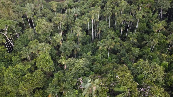 Eine Luftaufnahme Von Grünen Bäumen Auf Einer Wiese — Stockfoto