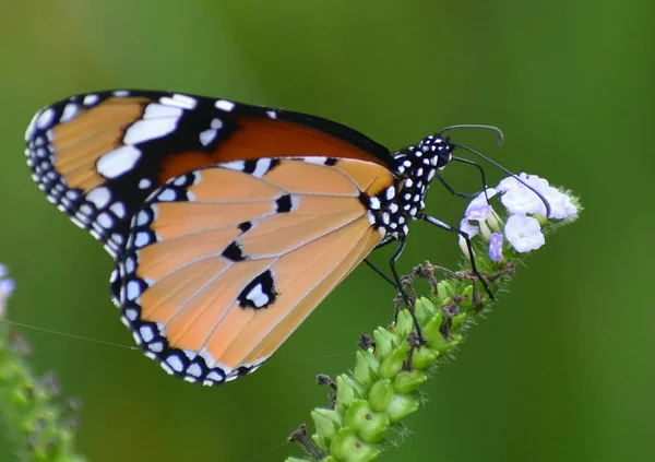 Tiro Macro Uma Bela Borboleta Uma Flor — Fotografia de Stock