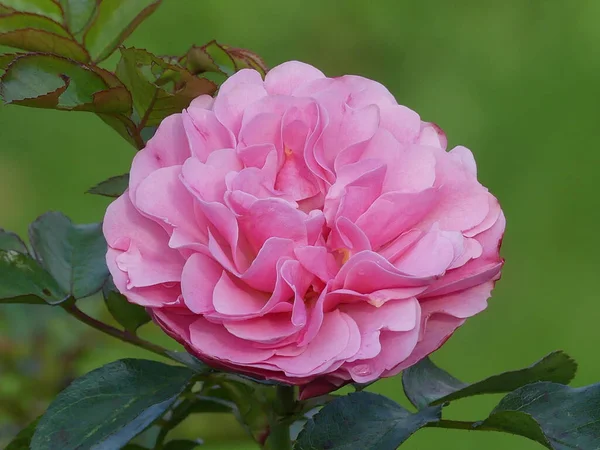 Крупним Планом Знімок Квітучої Рожевої Троянди — стокове фото