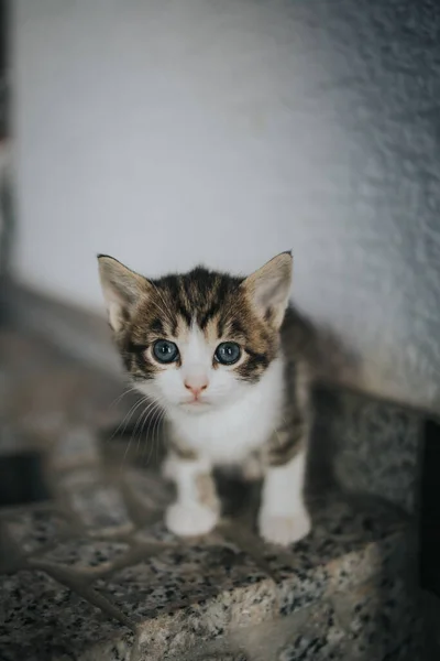 Een Verticaal Close Shot Van Een Schattig Gestreept Kitten — Stockfoto