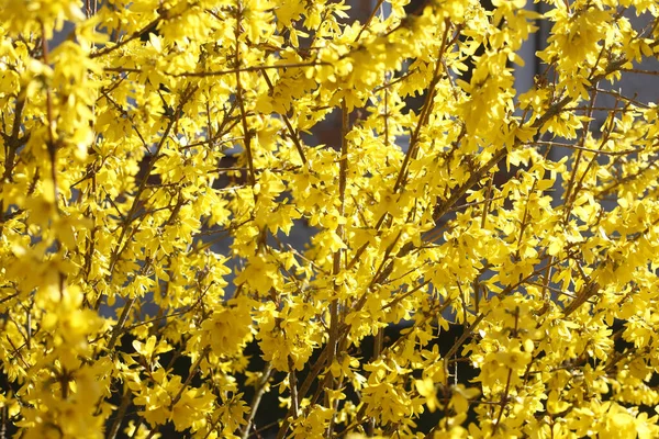 Primer Plano Las Ramas Amarillas Planta Forsythia — Foto de Stock