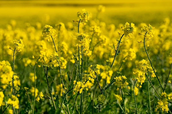 Detailní Záběr Žlutých Řepkových Květů Poli — Stock fotografie