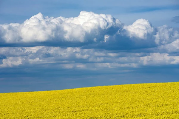 Ein Gelbes Rapsfeld Voller Blüte Unter Einem Bewölkten Himmel — Stockfoto