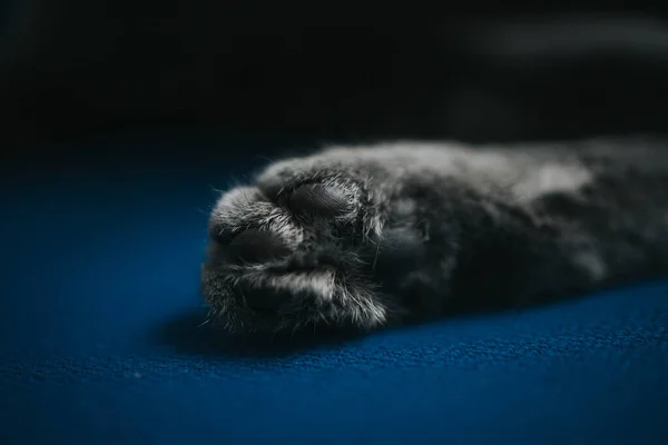 Tiro Close Uma Pata Gatinho Cinza Bonito — Fotografia de Stock