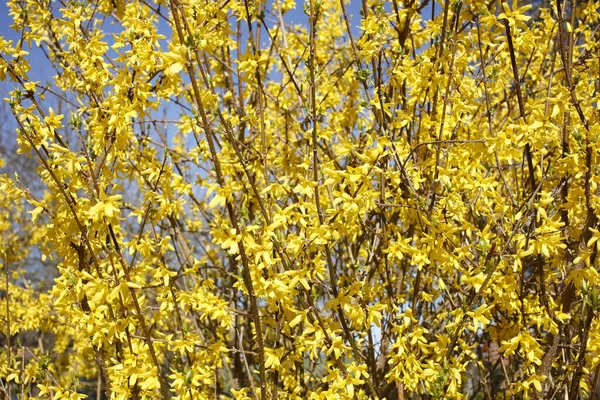 Tiro Close Ramos Plantas Forsythia Amarelas — Fotografia de Stock