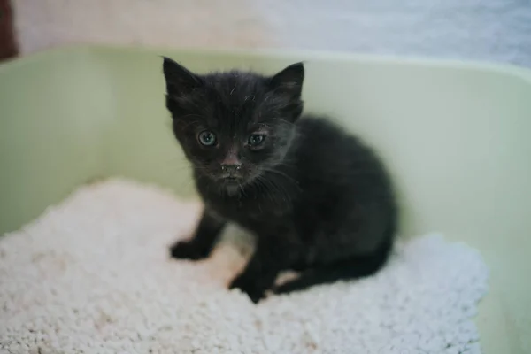 Tiro Close Gatinho Preto Peludo Bonito — Fotografia de Stock