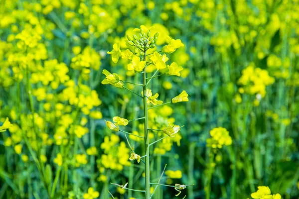 Een Selectieve Focus Shot Van Een Gele Koolzaad Bloesem Een — Stockfoto