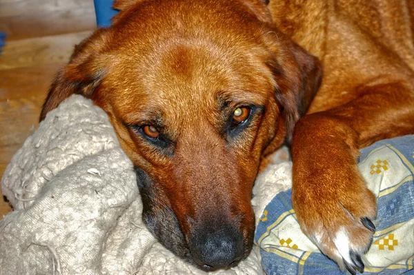家に寝そべっている茶色の犬のクローズアップ — ストック写真