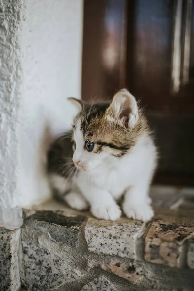 一只可爱的条纹猫的垂直特写镜头 — 图库照片