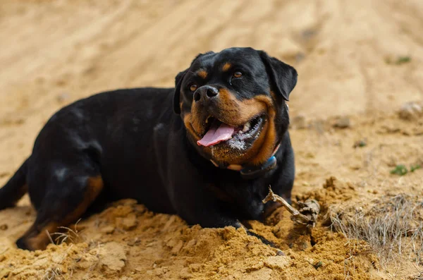 Parktaki Kumların Üzerinde Dili Sıkışmış Gülümseyen Sevimli Bir Rottweiler Paula — Stok fotoğraf