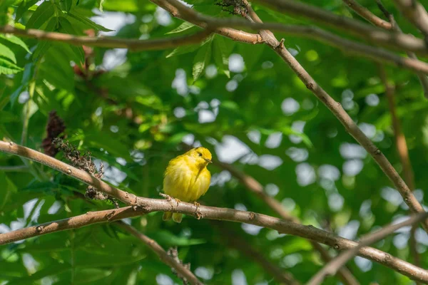 Velho Apanhador Moscas Amarelo Empoleirado Num Galho Árvore — Fotografia de Stock