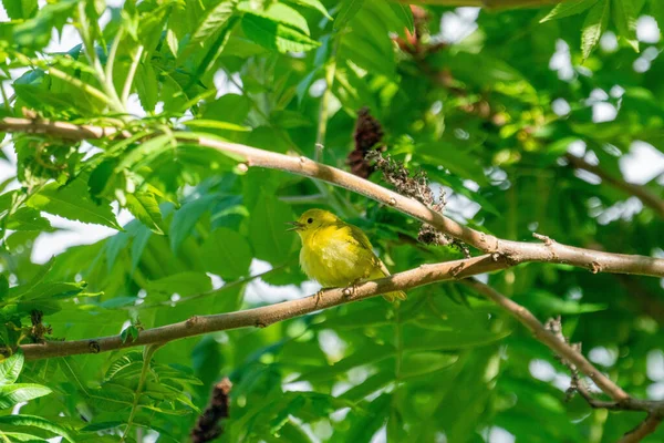 Vieux Moucherolle Jaune Perché Sur Une Branche Arbre — Photo