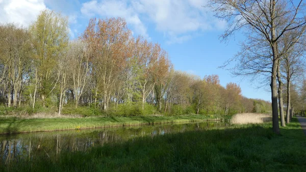 Landscape Pond Park Covered Greenery Sunlight Blue Sky — 图库照片