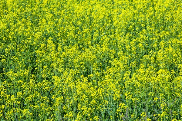 Zbliżenie Ujęcia Żółtych Kwiatów Rzepaku Polu — Zdjęcie stockowe