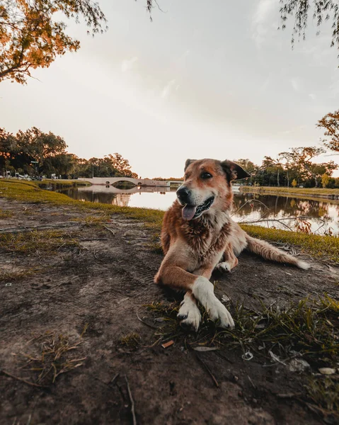 Cão Feliz Marrom Bonito Sentado Junto Rio Pôr Sol Com — Fotografia de Stock