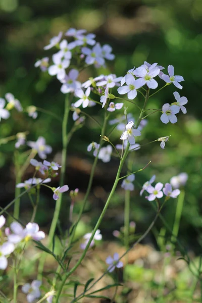 Vertical Shot Beautiful Gentle White Flowers Garden Blurred Green Background — 图库照片